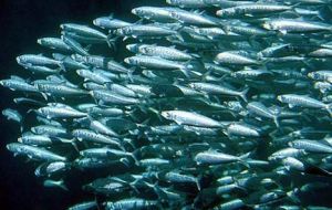 Forage fish population doubled but to turned into fishmeal and fish oil  