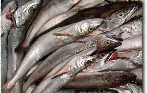Hake landings declined by 19.1% compared to last year.