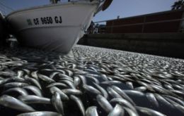 Millions of dead sardines floating in Redondo beach marina  (Reuteur)