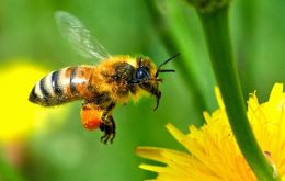 Scientists are warning that without profound changes to the way human-beings manage the planet declines in pollinators needed to feed a growing global population are likely to continue. 
