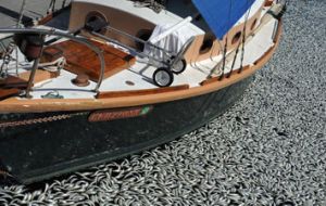 Yachts at Redondo Beach marina clogged with dead sardines 