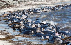 Hundreds of dead pilot whales along the shores of Speedwell Island and thousands of petrels enjoying the unexpected feast (Photo Chris May)