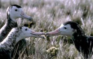 The birds breed on a single volcanic island (Photo by Storm Petrel 1/Dominique Filipini)