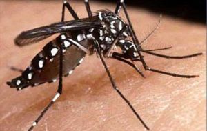 A new more aggressive mosquito from the Amazon has been reported in Bolivia 