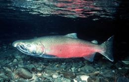 The coho or Pacific salmon spends most of its life in salt water  (Photo by Ernest Keeley)