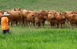 North Korea’s cattle are crucial for milk production and working the land 
