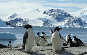 Chinstrap and Adelie penguin numbers had been falling since 1986