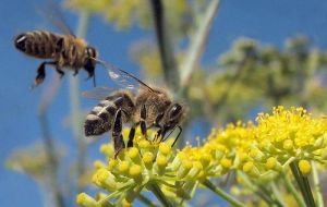 Bees are crucial in the pollination process 