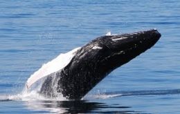 Scientists have recorded over 100 sightings of different whales