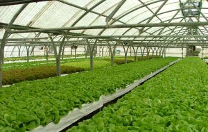 Lettuce produce at Stanley Growers 