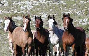 Horses on the loose in the Pampas 