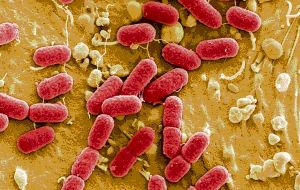 The Shiga toxin producing E.coli lodged in human intestines 