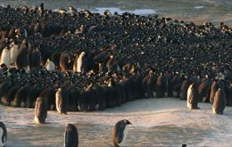 The almost imperceptible waves of the huddled penguins were captured in video 