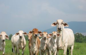 Grazing land loosing ground to two-crops per annum agriculture  