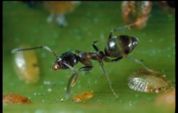 The plucky winter ant has proven to have the chemical antidote 