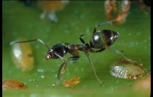 The plucky winter ant has proven to have the chemical antidote 