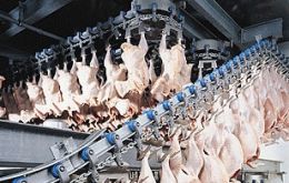 Over four million tons of chicken will be exported this year 