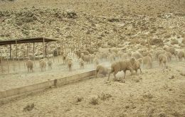 Thousands of sheep have been left without water or food 