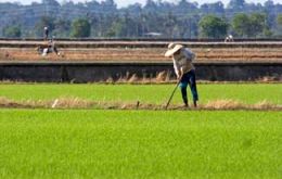 Asia is the world’s leading region in rice production 