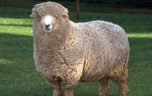 Corriedales are double purpose: wool and meat 