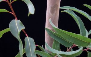 The pyrolysis technology processes eucalyptus leaves 