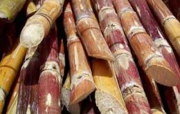 Brazil’s sugar cane has dropped significantly 