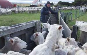 Neil Watson drafting sheep at Long Island Farm on East Falkland