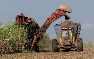 Poorcane harvest is having a full impact on world international sugar prices 