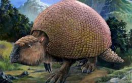 Remains of glyptodonts were discovered in a creek bed 35 kilometres from Montevideo 