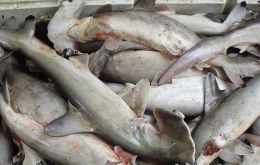 The boneless smooth-hound shark has a strong demand in the neighbouring countries 