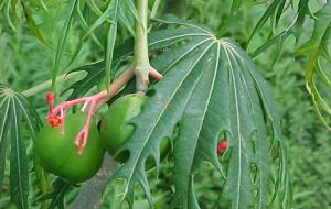 The bio-fuel is extracted from Jatropha curcas seeds, a flowering plant harvested in Chiapas 