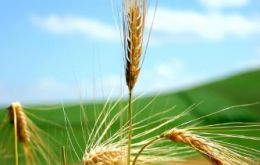 Wheat is expected to be the great performer this winter 