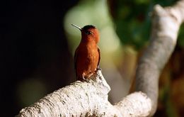 Juan Fernández hummingbird and tit-tyrant are in the endangered list (Photo: John Francis/CORBIS)
