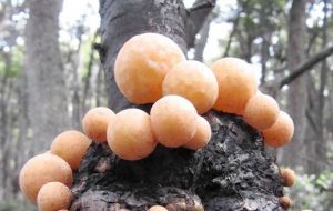 Orange-colored galls on beech trees in the Patagonia region of Argentina have been found to harbor the yeast that makes lager beer possible, solving a mystery that has long puzzled scientists. (Diego 