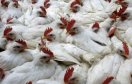 Since 2003 H5N1 has killed or forced the culling of more than 400 million domestic poultry 