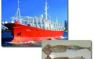 In the first eight months, 69.618 tons of squid were landed in Argentine ports 