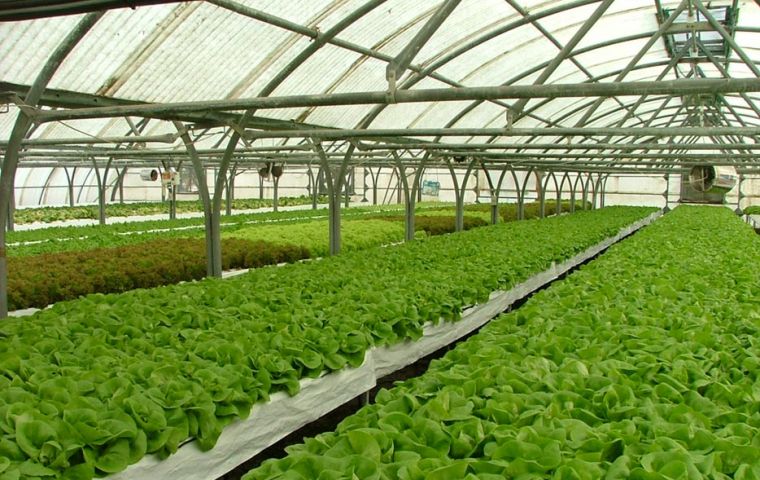 The Islands has a long and successful experience in growing vegetables in poly tunnel   
