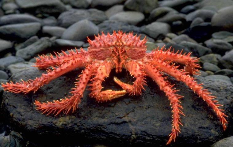 Scientists estimate there may be 1.5 million king crabs in the Palmer Deep basin.