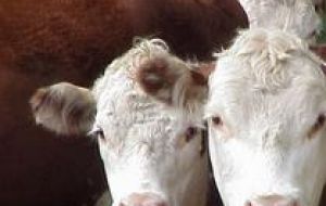 A drop in cattle supply and partial closure of the meat industry exposed consultants 