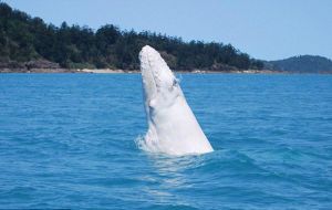 “A once in a lifetime experience” spotting the white whale (Photo AFP)