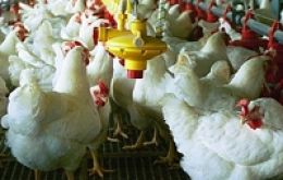 Broiler meat production is expected to reach 1.7 million tons in 2011