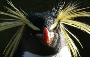 Conservation of Rockhopper penguins is another program currently under implementation 