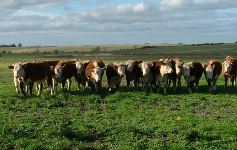 Short of sufficient steers for a couple of years ahead 
