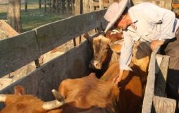 Vaccination of cattle against FMD in Paraguay