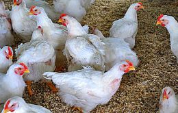 Chicken meat exports expected to reach 200.000 tons in 2011  