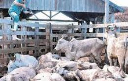Paraguay suffered an outbreak of FMD in an only farm in September 