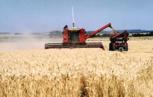 Income from wheat has increased 33 fold in a decade 