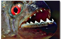 The ferocious razor-tooth flesh eater fish had never been seen in the beach 