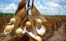 Soybeans could turn out to be the second-largest crop ever in 2011/12 