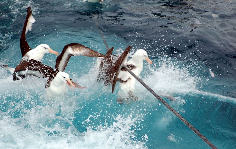 Albatross, one of seabirds most exposed to accidental drowning caught up in fisheries (Photo S. Crofts)